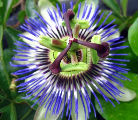 Passion flower - flowers, nature, photography, macro, spring, flower