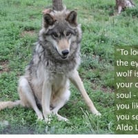 wolf wisdom