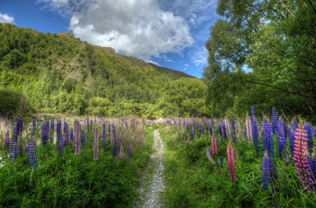 * FLOWERS ON FIELD * - flowers, field, flower, nature