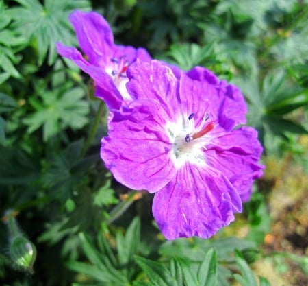 Beautiful in purple - nature, macro, photography, flowers, spring, flower