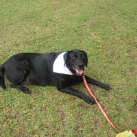 Hannah, at 2014 RSPCA Million Paws Walk