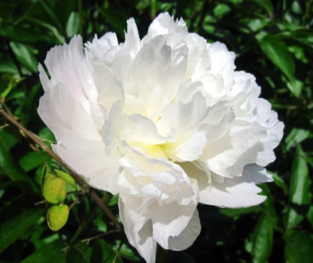 Beautiful white - flowers, white, nature, photography, macro, spring, flower