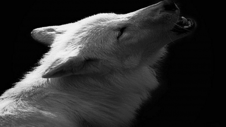 arctic wolf song - saying, wolf, howling, wolves, black, white, wisdom, wolf art, timber, canislupus, wallpaper