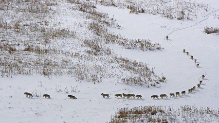 following the pack - following the pack, saying, wolf, howling, wolves, black, white, wisdom, wolf art, timber, canislupus, wallpaper