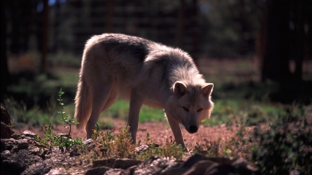 the wolf - saying, wolf, howling, wolves, black, white, wisdom, wolf art, timber, canislupus, wallpaper