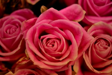 Bed Of Roses - pink roses, bouquet of roses, bed of roses, roses