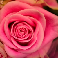 Pretty Pink Rose