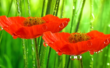 * - flowers, flower, nature, poppies