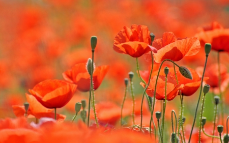 * - flowers, red, flower, nature