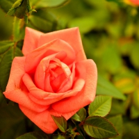 Beautiful Rose