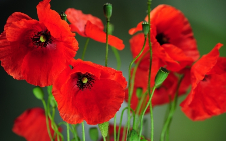 * - flowers, red, flower, nature