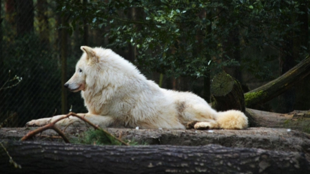 white wolf - wallpaper, black, wisdom, timber, wolf art, white, canislupus, wolf, wolves, saying, howling