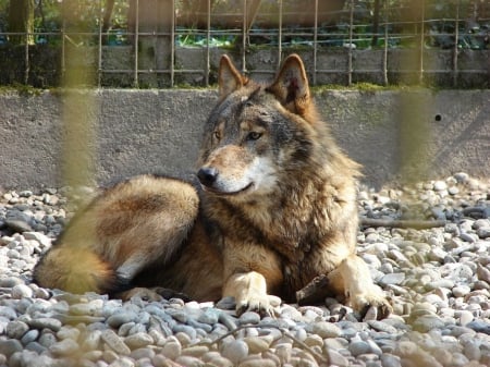 Lonely Wolf - wolfpark, fence, predator, wolves