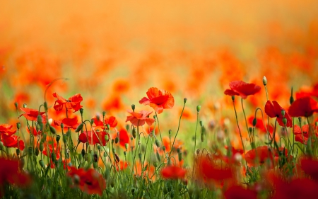 * - flowers, red, flower, nature