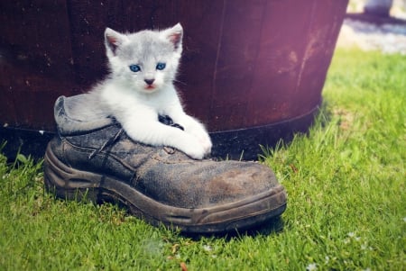 Cat - paws, face, pretty, cute, animals, beautiful, cat, sleeping, kitty, cats, kitten, hat, lovely, cat face