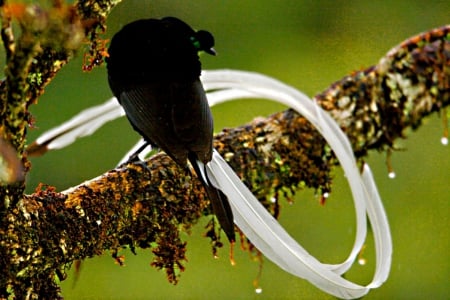 Bird of paradise - black, long, white, tail