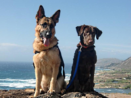 shepherd and labrador - on, front, in, beach