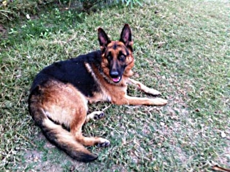 dog on the ground - resting, pedigree, army, service