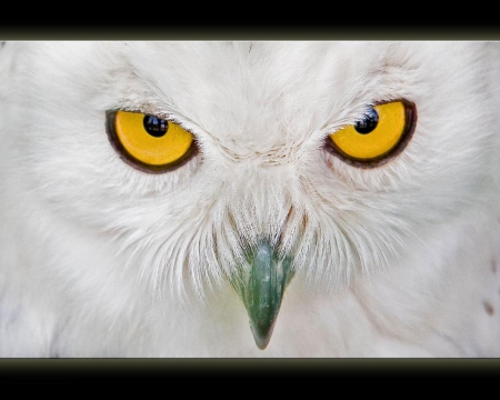 snowy owl - head, eyes, face, yellow