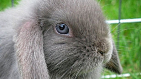 pet bunny - grey, up, blue, close