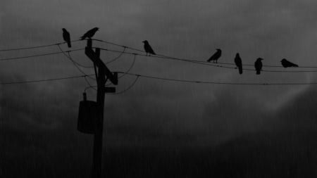 Crows - black, grey, many, sits