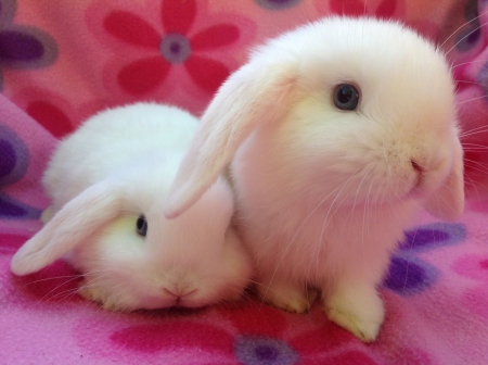 two white rabbits - standing, sitting, on, blanket