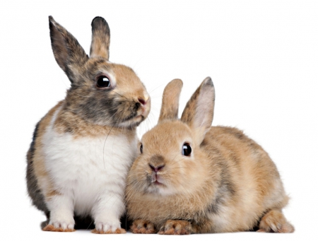 rabbit pals - white, orange, spots, background