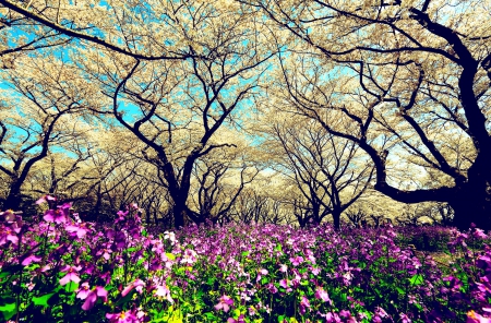 Welcome Springtime - white, plum-trees, light blue, purple, beautiful, green, flowers, spring