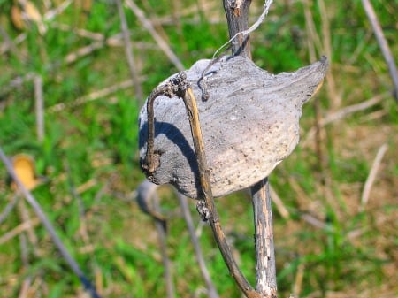 Milk pod photo--Brampton Ontario Canada - 2013, nature, summer, 1