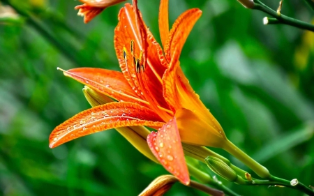 Beautiful Lily - nature, lily, petals, green, leaves, flowers