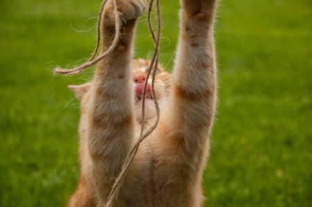 Cat - paws, face, pretty, cute, animals, beautiful, cat, sleeping, kitty, cats, kitten, hat, lovely, cat face