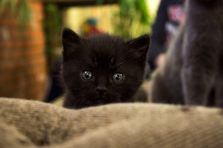 Cat - paws, face, pretty, cute, animals, beautiful, cat, sleeping, kitty, cats, kitten, hat, lovely, cat face