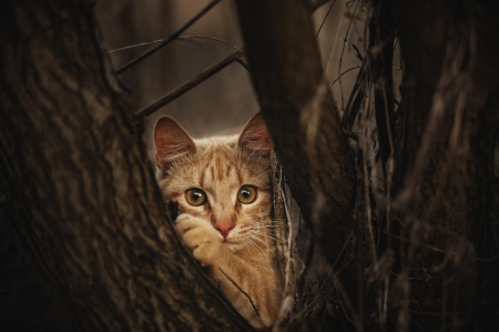 Cat - sleeping, cat face, hat, cat, kitty, animals, lovely, kitten, paws, face, pretty, cats, beautiful, cute