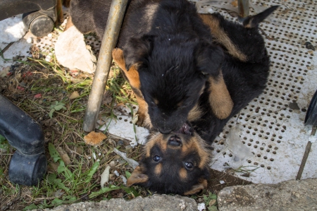 German shepherd - animal, pretty, cute, animals, beautiful, sweet, puppy, puppys, dogs, lovely, dog