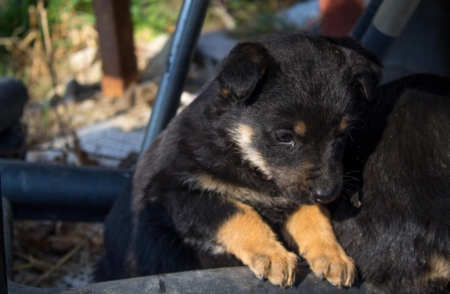 German shepherd - animal, pretty, cute, animals, beautiful, sweet, puppy, puppys, dogs, lovely, dog