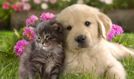 Cat and dog (labrador) - puppy, animals, lovely, pretty, puppys, beautiful, dog, animal, dogs, sweet, cute