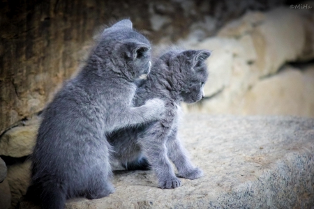 Cats - hat, pretty, cat face, beautiful, lovely, paws, cat, kitten, cute, cats, face, sleeping, animals, kitty