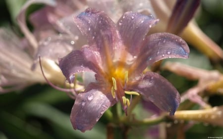 Just a flower - drop, flower, nature, purple