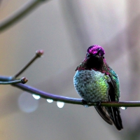 Humming-bird