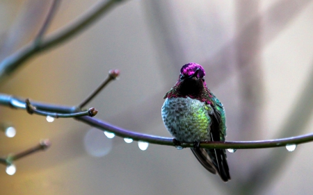 Humming-bird - bird, water drops, cute, humming-bird, branch, green