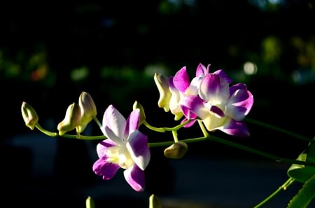 Spring - lovely, spring, nature, pink, beautiful, green, flowers, photo, cute, flower