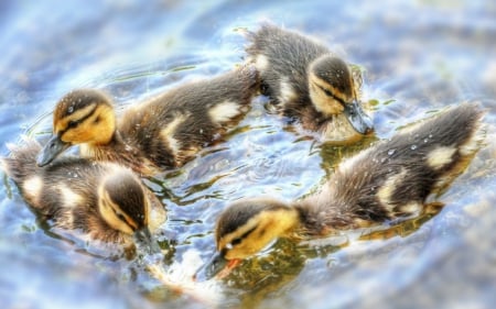 Dancing - ducklings, dance, water, circle, funny, cute, bird