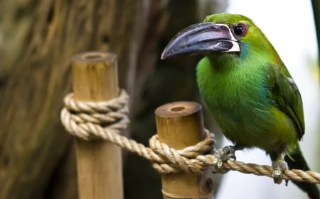 â™¥ - feather, green, rope, bird