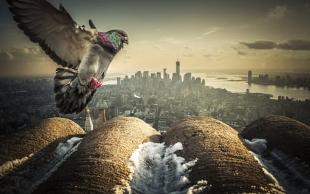 â™¥ - wings, feather, fly, bird, dove, city, pigeon, ny