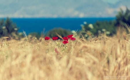 * - ears of corn, poppies, scenery, beautiful