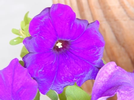 Glowing violet purple - pretty, lovely flowers, beautiful, flower, flowers, nature, garden, plants, violet