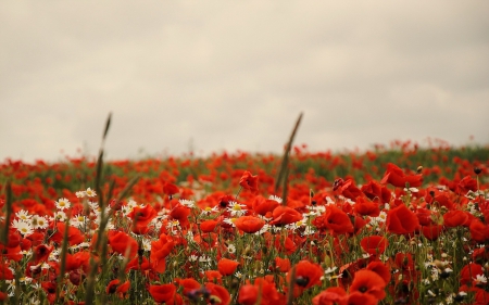 * Flowering field * - nature, field, flowers, flower