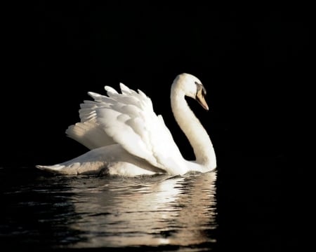 Black and White - swan, water, bird, reflection