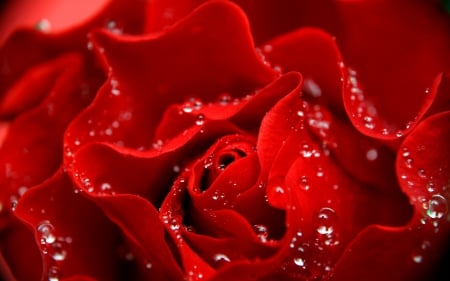 Red rose - pretty, water, beautiful, fragrance, drops, lovely, petals, scent, red, macro, rose