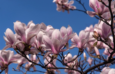 * Magnolias * - flowers, trees, nature, flower, flowering